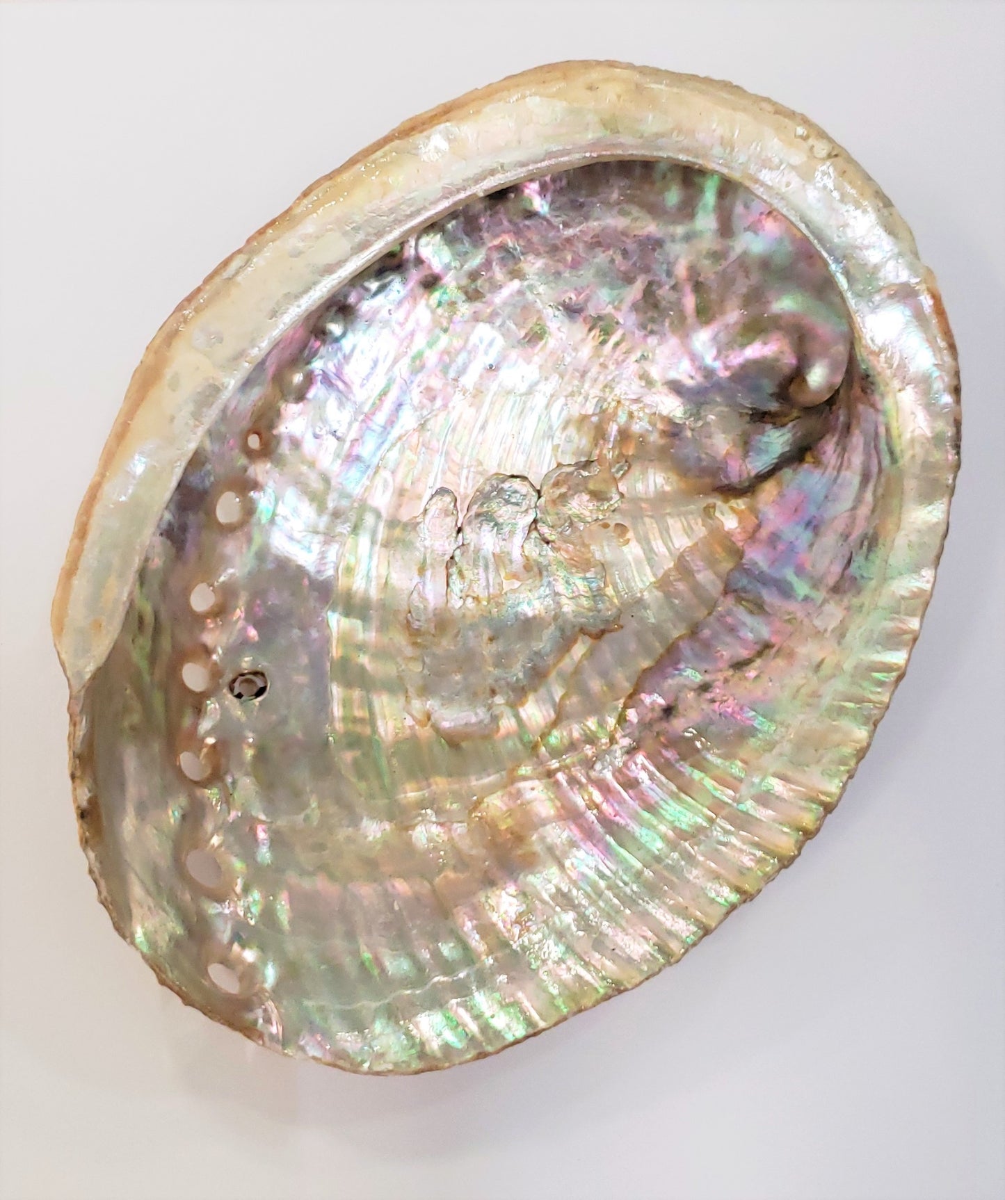 Small Abalone Shells