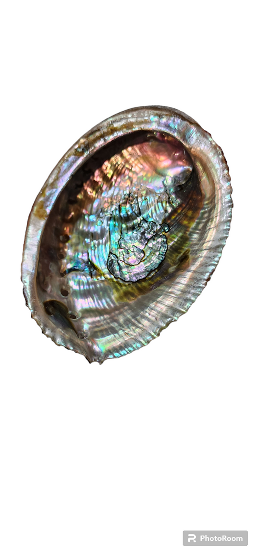 Large Abalone Shell